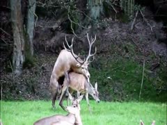 Zoophilia porn deers having sex